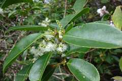 Symplocos cochinchinensis